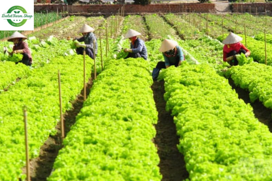 rau đà lạt