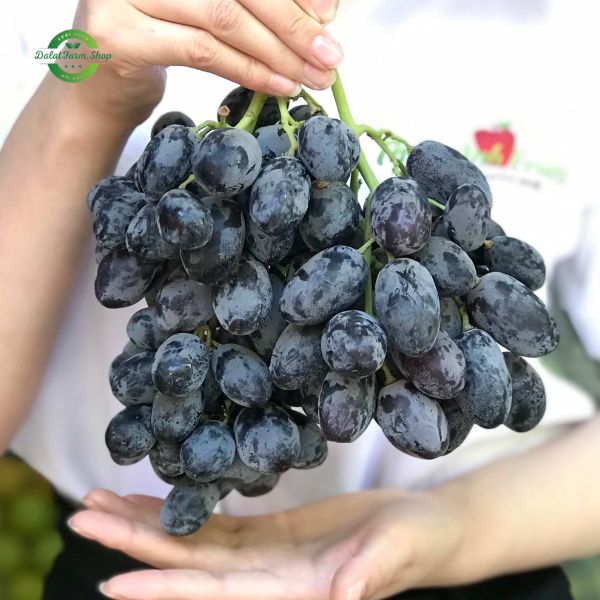 nho_den_my_khong_hat