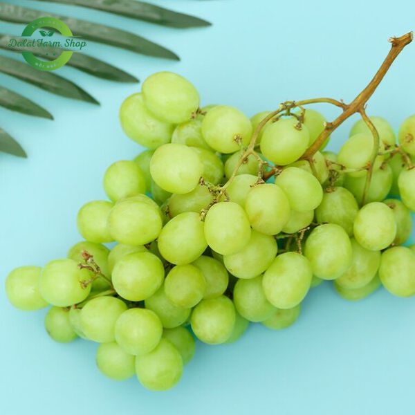 nho_xanh_my_khong_hat