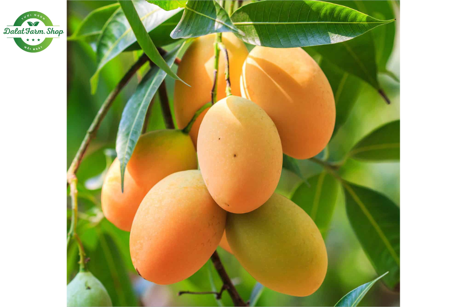 Trái cây tươi