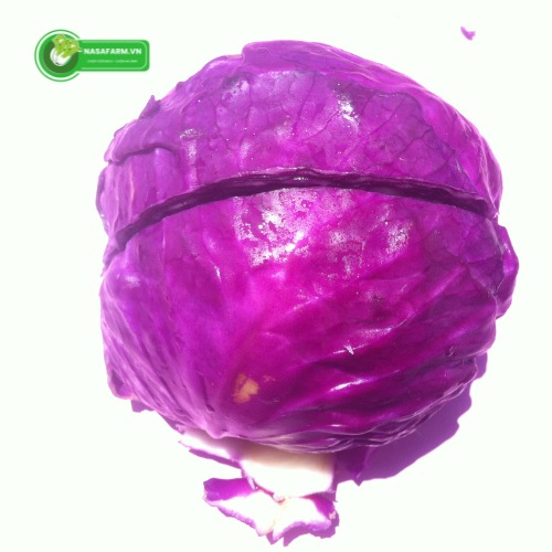 tai-sao-bap-cai-tim-co-mau-tim