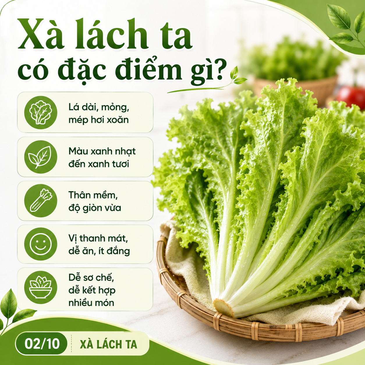 xa-lach-ta-co-dac-diem-la-gi