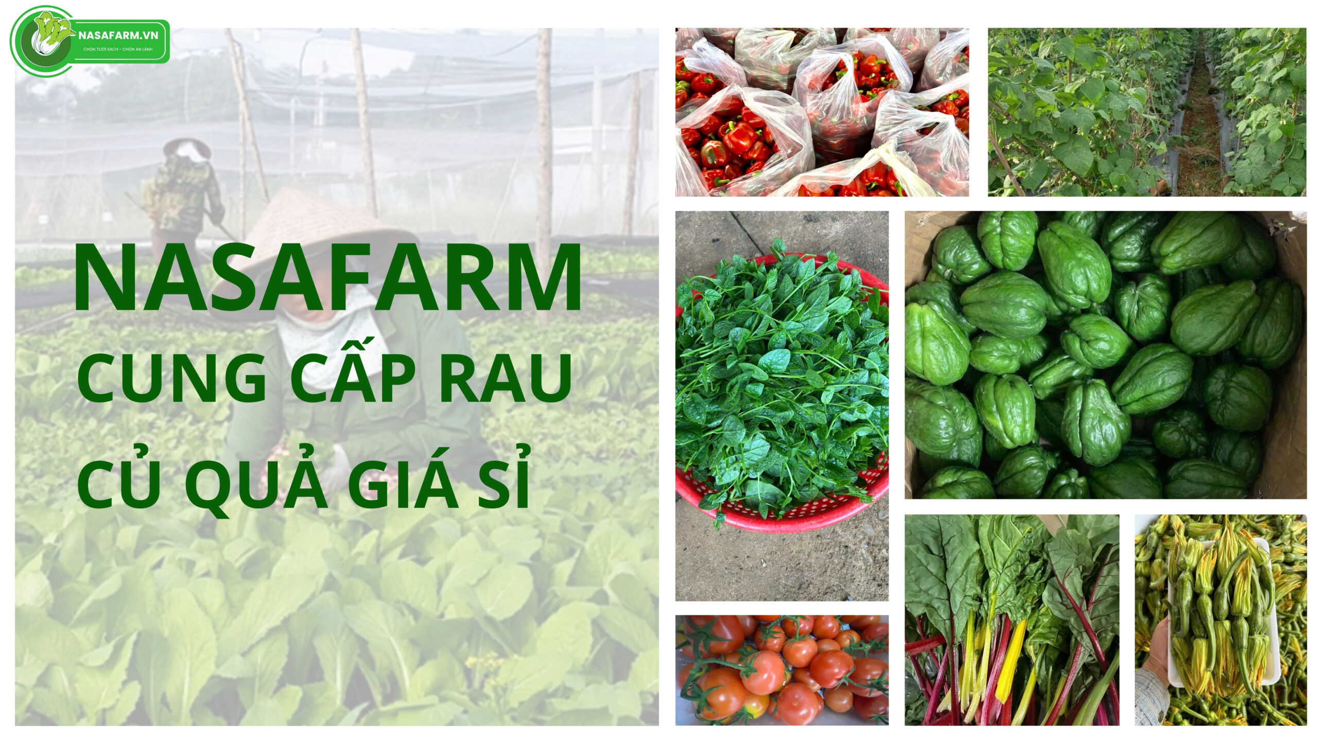 cung-cap-rau-cu-qua-gia-si