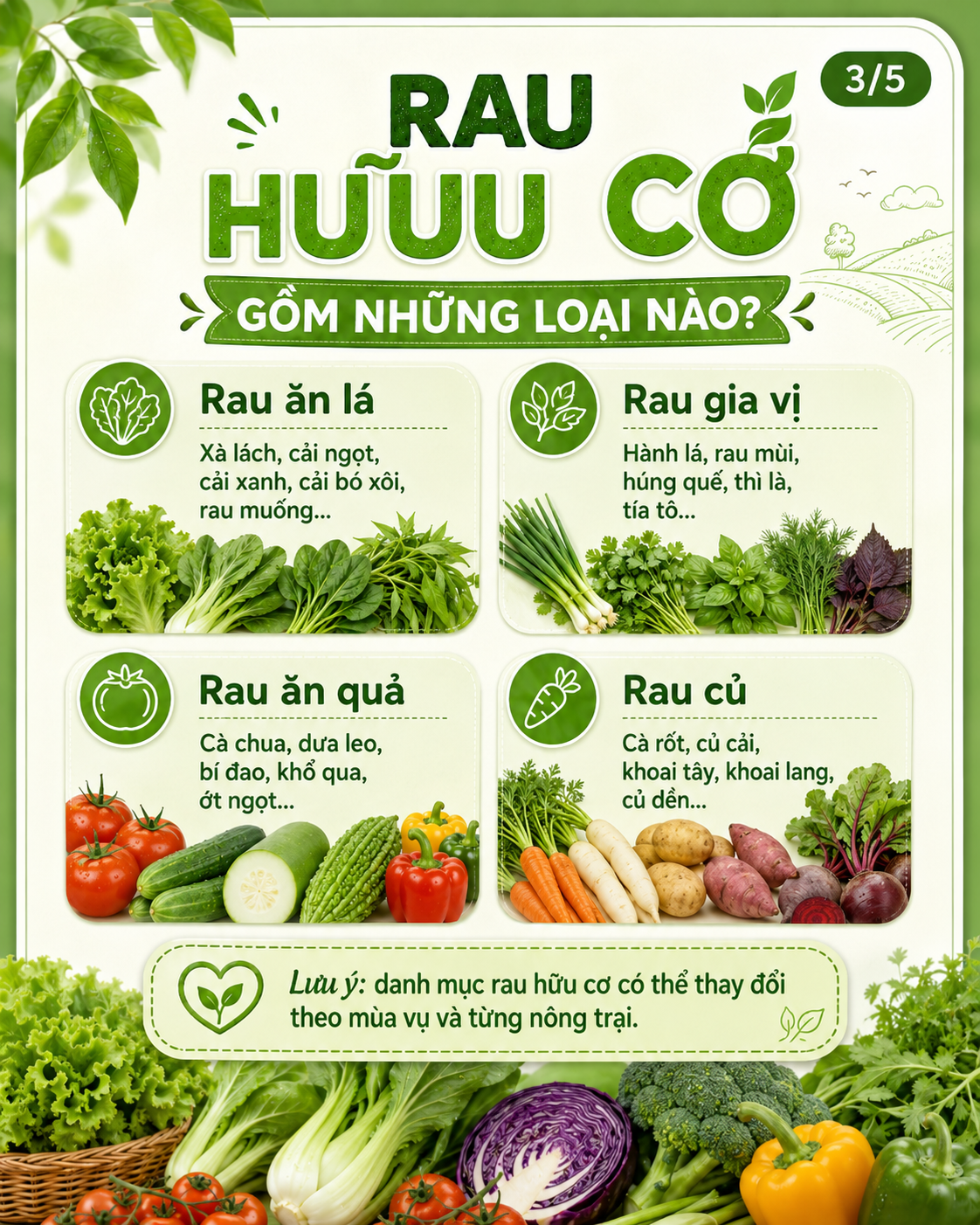 rau-huu-co-gom-nhung-loai-nao