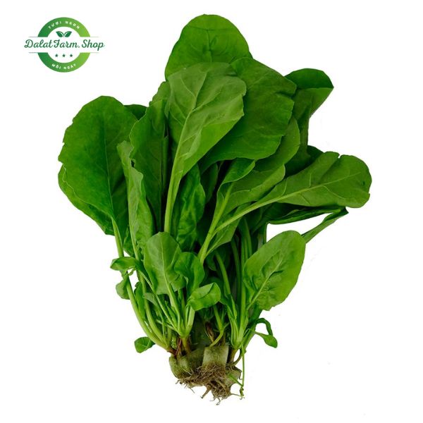 cai_bo_xoi_thuy_canh