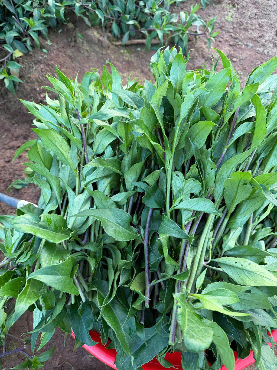 z7612161539267_3ccc735ff03b68a320f8abd8931ef67f